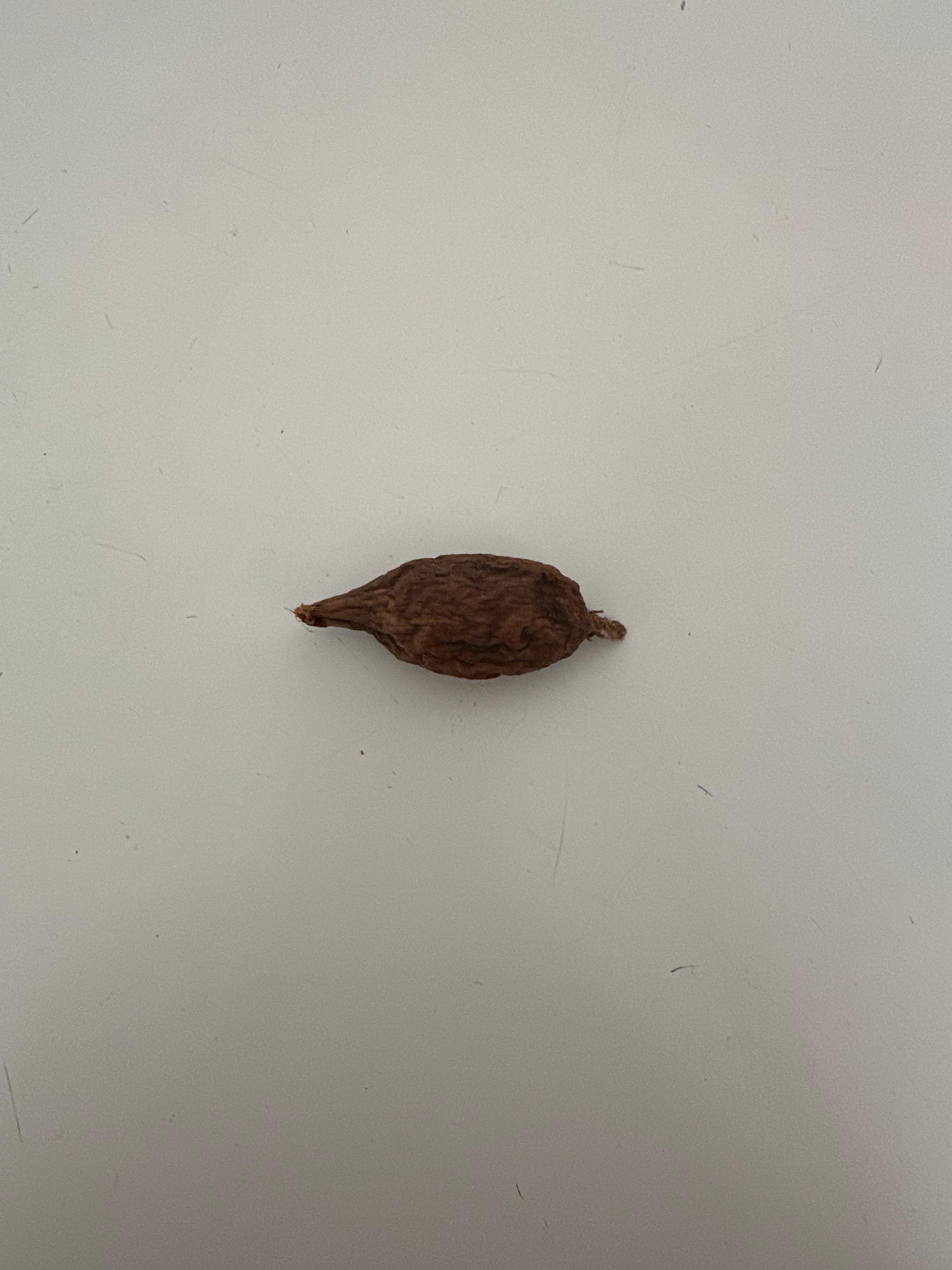 ALLIGATOR PEPPER 4 PIECES